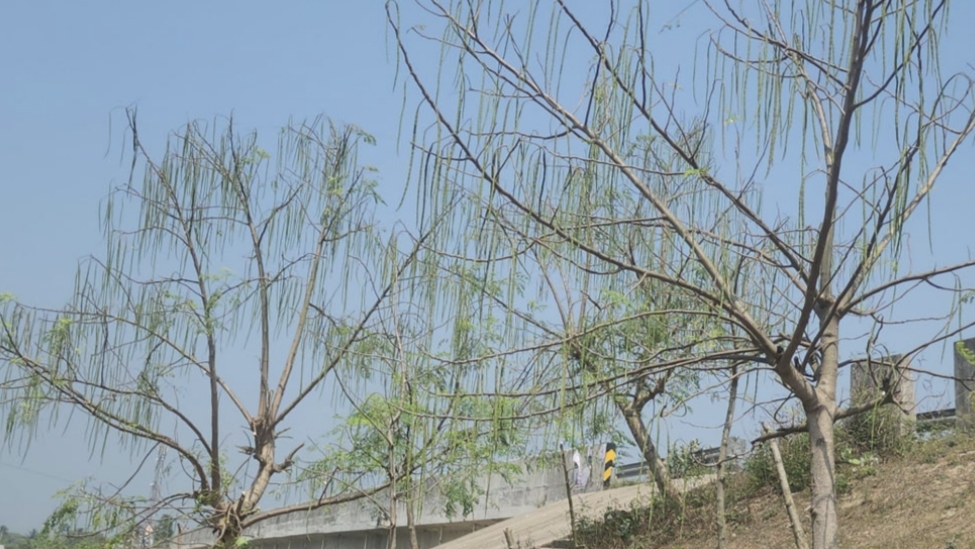 নড়াইলে সড়কের পাশে ঝুলছে উপকারী শজনে-ডাঁটা