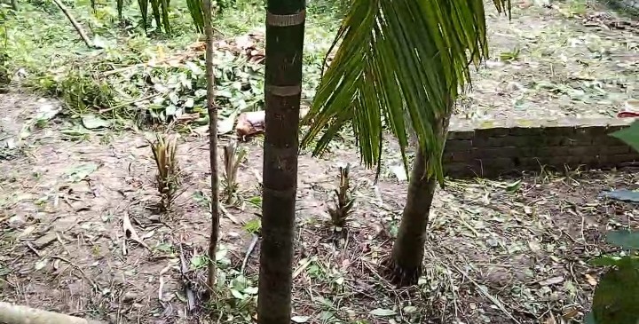বাগেরহাটে সালিশ ও গ্রাম্য আদালতের রায় অমান্যের অভিযোগে জমি দখলের চেষ্টা, উত্তেজনা