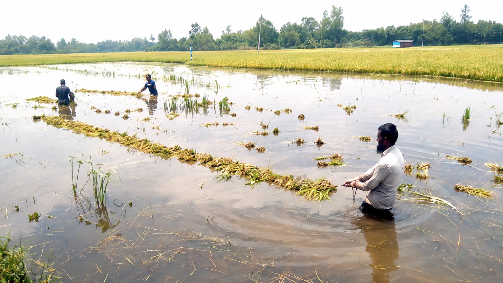 ফুলবাড়ীতে জলাবদ্ধতায় ১৫শ বিঘা ধান ক্ষতি, কাটার খরচ দ্বিগুণ; ভেজা ধানে মিলছে অর্ধেক দাম