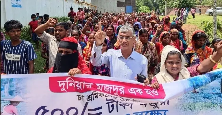 দৈনিক ৫০০ টাকা মজুরি চান চা শ্রমিকরা