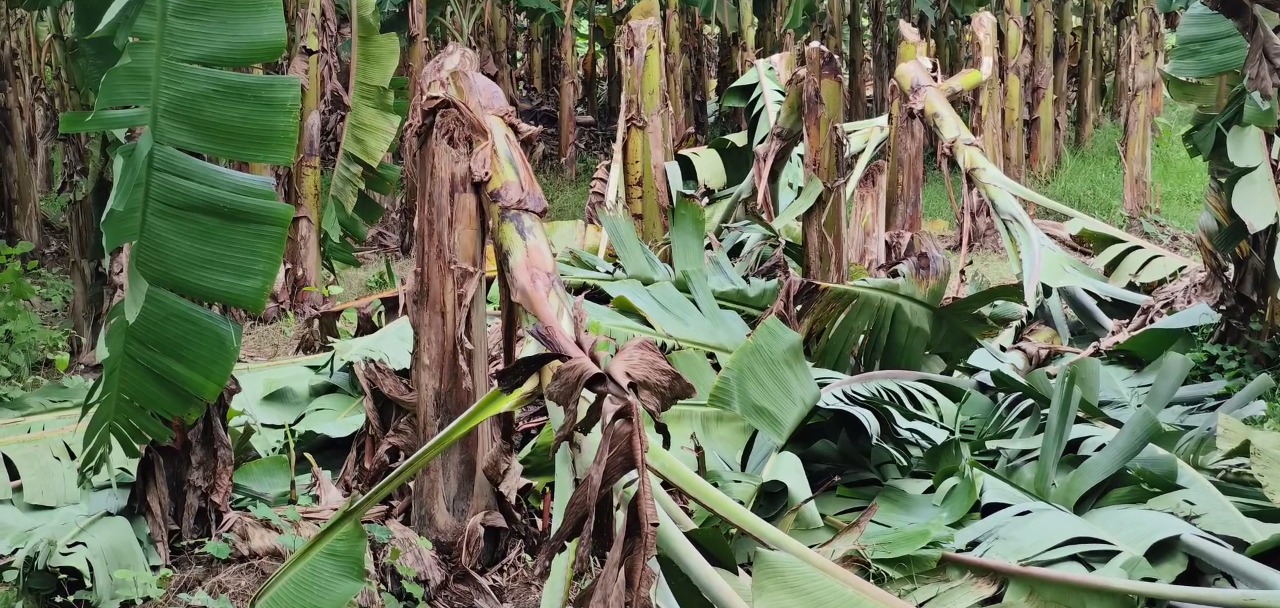 শৈলকুপায় কৃষকের দেড় শতাধিক কলাগাছ কেটে দিল দুর্বৃত্তরা