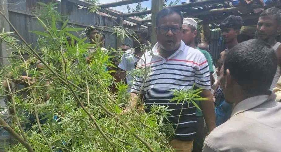 গাইবান্ধায় বসতবাড়ির আঙিনায় গাঁজা চাষের অভিযোগে যুব গ্রেফতার