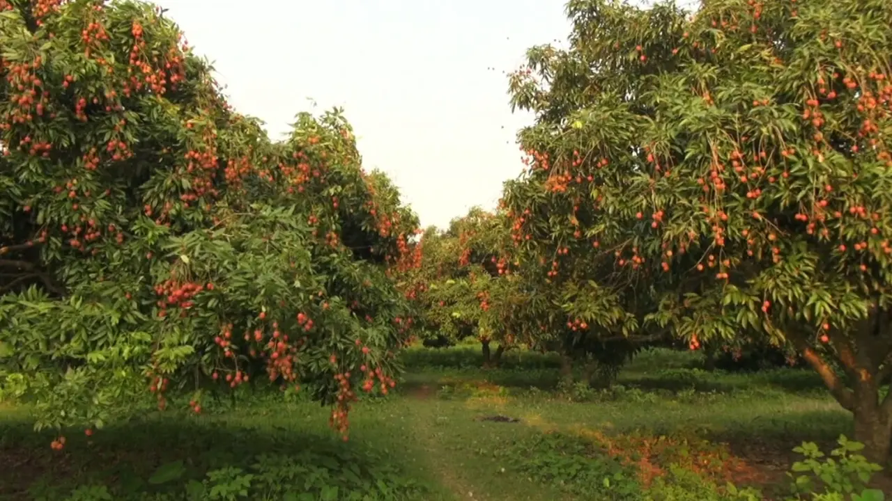 ২০০ গাছের লিচুবাগান সবার জন্য উন্মুক্ত, নেই বিক্রির চিন্তা