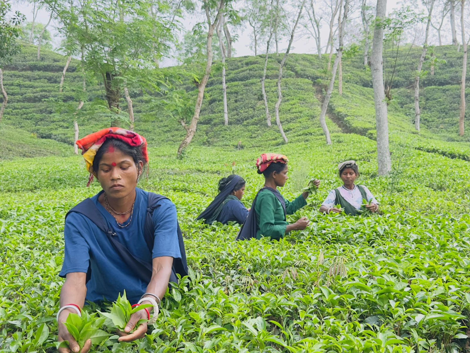 চট্টগ্রাম চা নিলামে ন্যাশনাল টি কোম্পানির নতুন রেকর্ড
