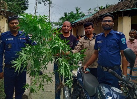 গাইবান্ধায় সবজি বাগানের আড়ালে গাঁজা চাষ, অভিযুক্ত পলাতক