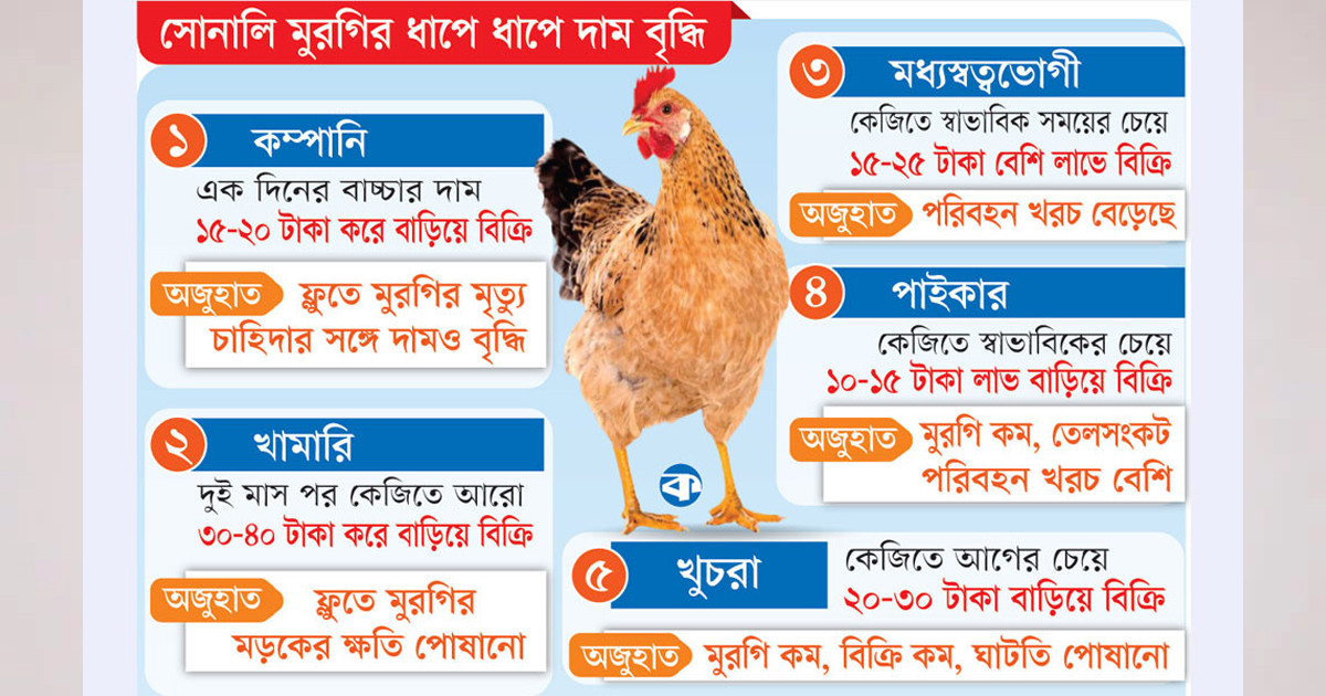 সোনালি মুরগির দামে আগুন: কারসাজির ফাঁদে পিষ্ট ভোক্তা