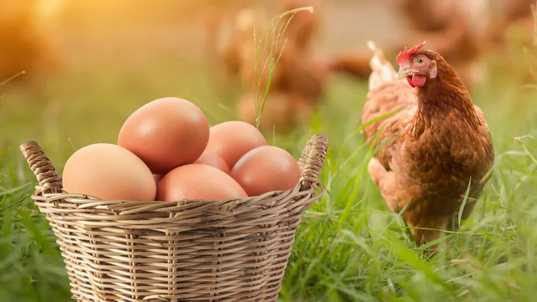 ত্রিমুখী চাপে পোল্ট্রি খাত, টিকে থাকার লড়াইয়ে খামারিরা