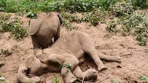 রাঙামাটির লংগদুতে মৃত বন্যহাতির শুঁড়-পা কেটে নিল দুর্বৃত্তরা