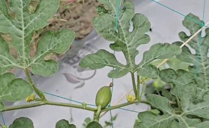বাগেরহাটে পরীক্ষামূলক তরমুজ চাষে আশাবাদী তরুণ উদ্যোক্তা জাকির হোসেন
