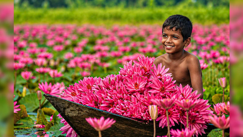 জলের বুকে লাল শাপলার নকশিকাঁথা