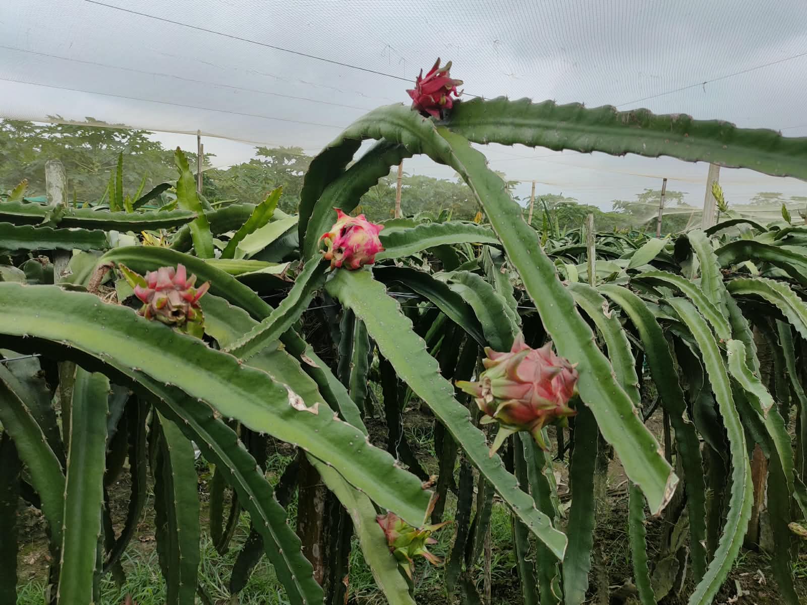 বিদেশি ফল চাষে সাফল্য পেয়েছেন জীবননগরের তরুণ কৃষি উদ্যোক্তারা