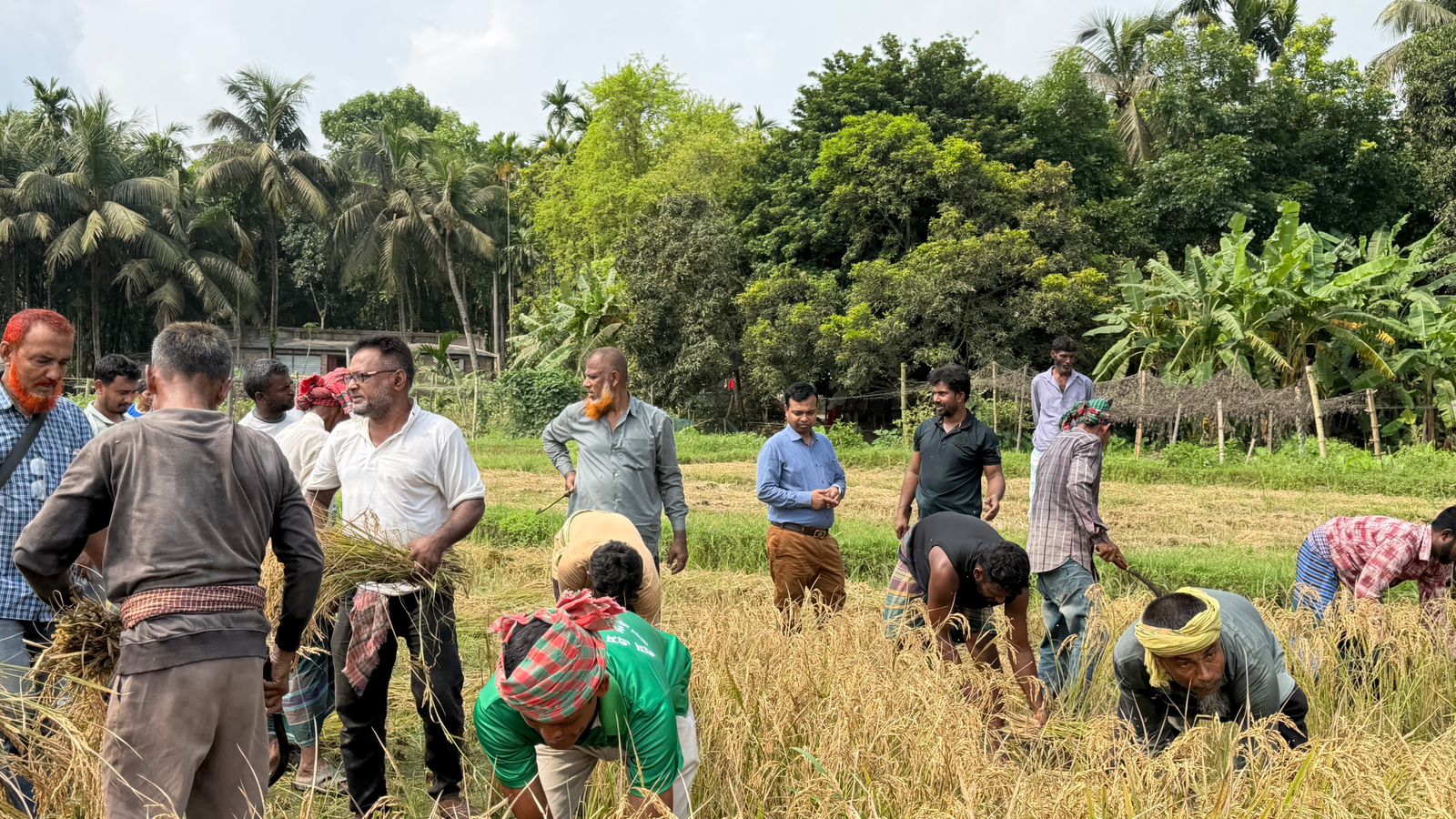 নড়াইলের কালিয়ায় কৃষক সমিতির ধান কাটা উৎসব