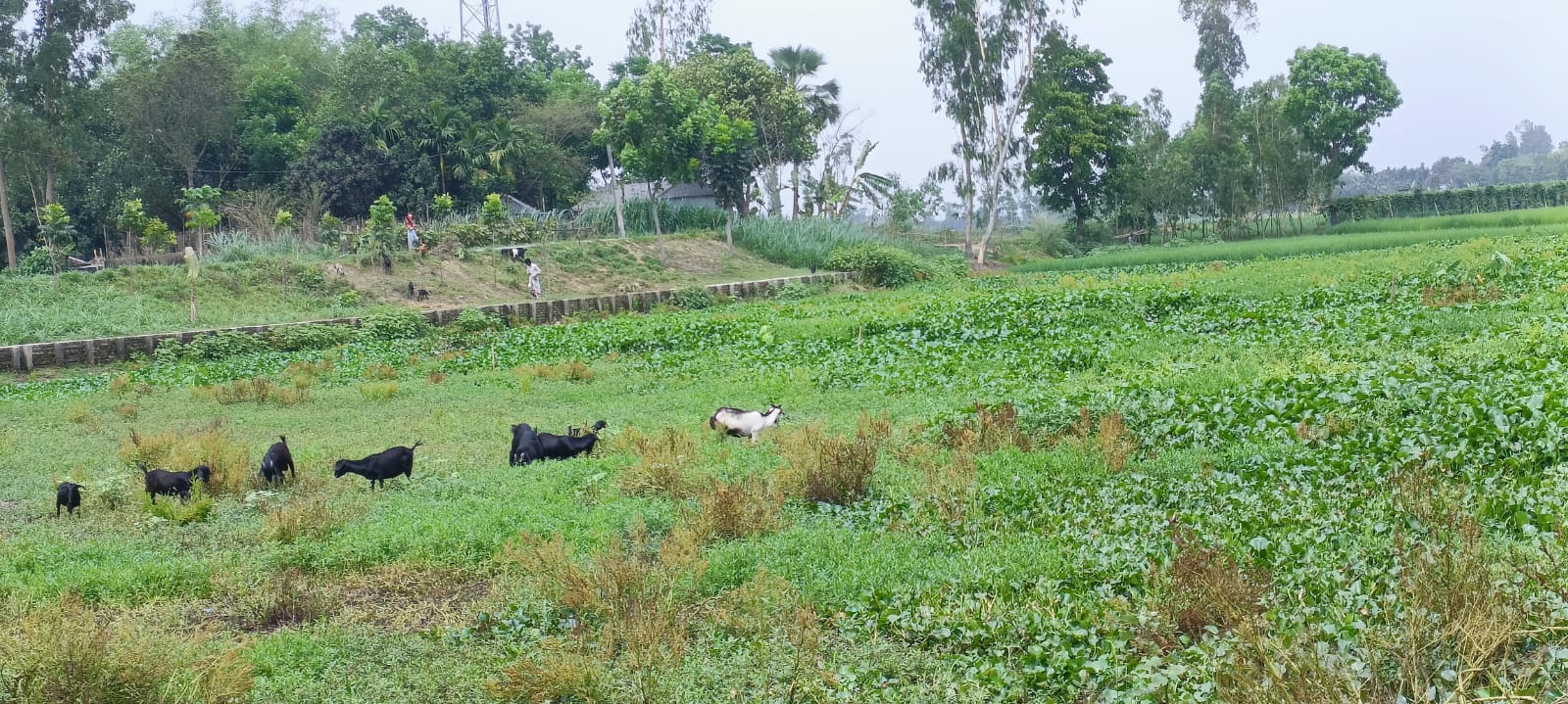 সামান্য বৃষ্টিতেই বন্যা এর পেছনে করতোয়ার করুণ অবস্থা!