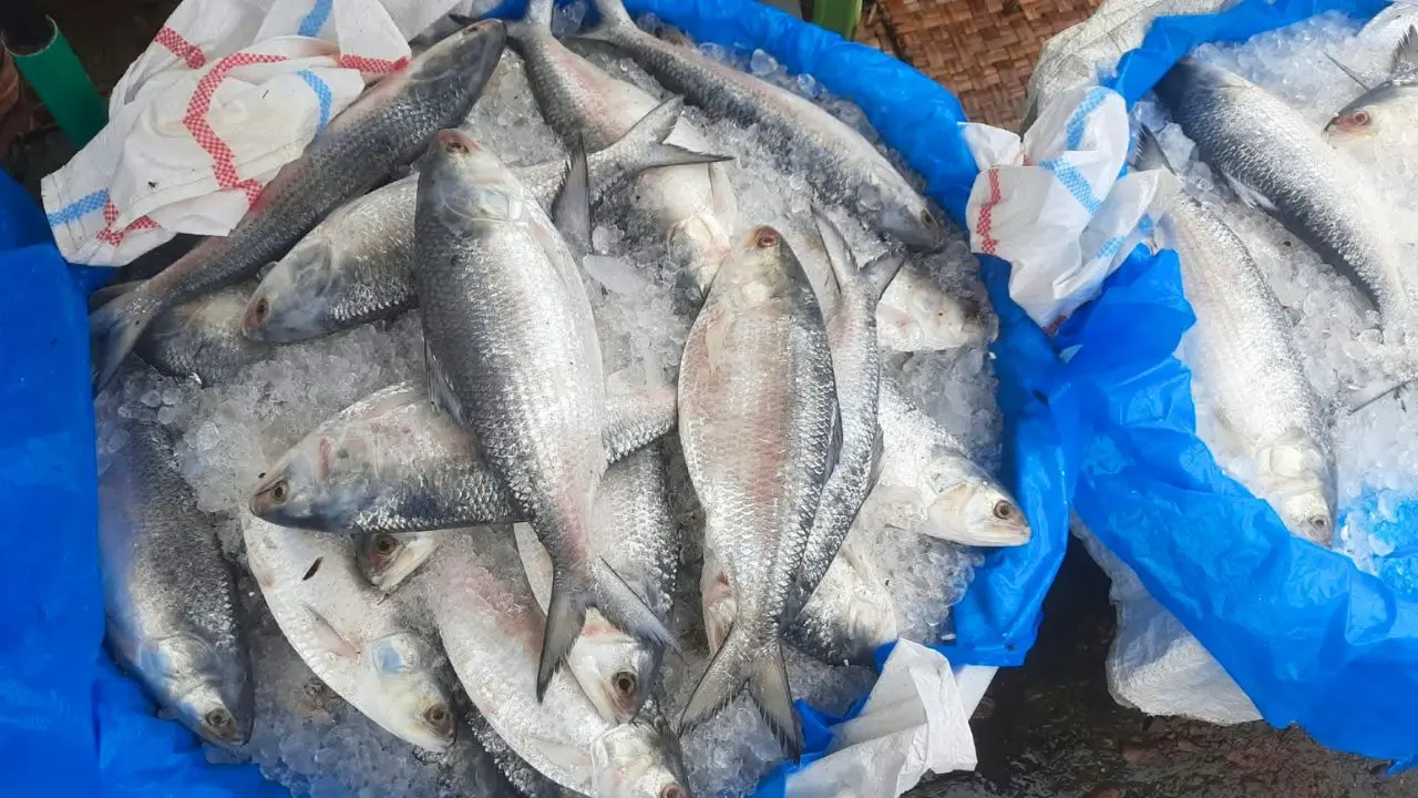 ৮০০–৯০০ গ্রামের ইলিশের কেজি ১৫০০, কেজির ওপরে ২২০০ টাকা