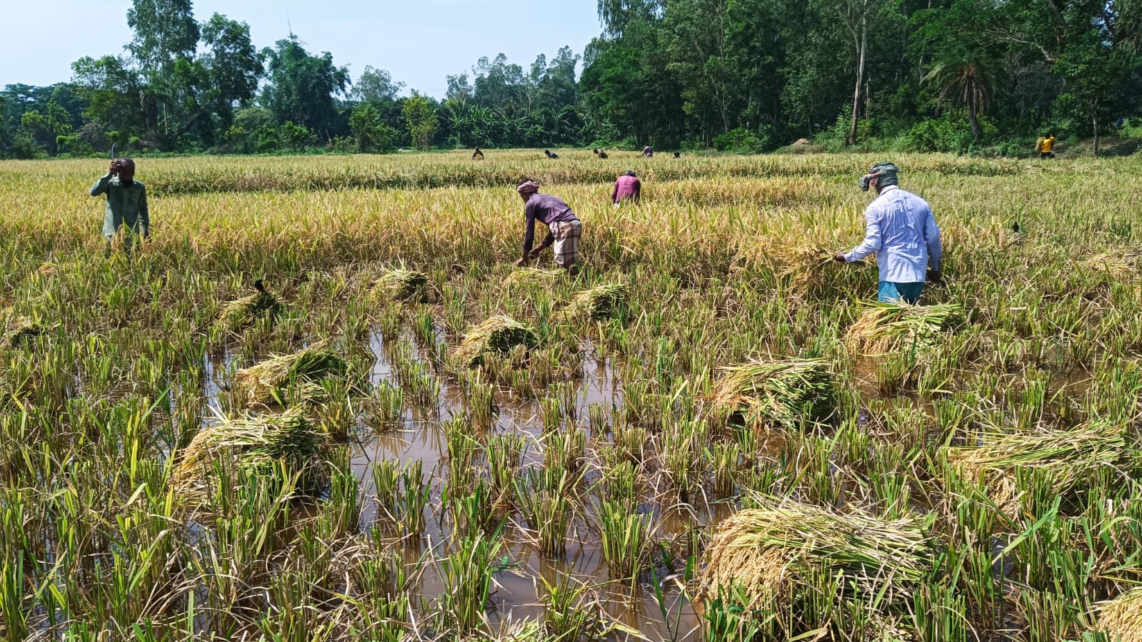 মীরসরাইয়ে জোঁকের জন্য ধান কাটতে পারছেন না কৃষকরা