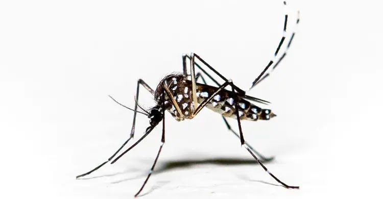 ডেঙ্গুতে বরগুনার এমপির শাশুড়ি মারা গেছেন