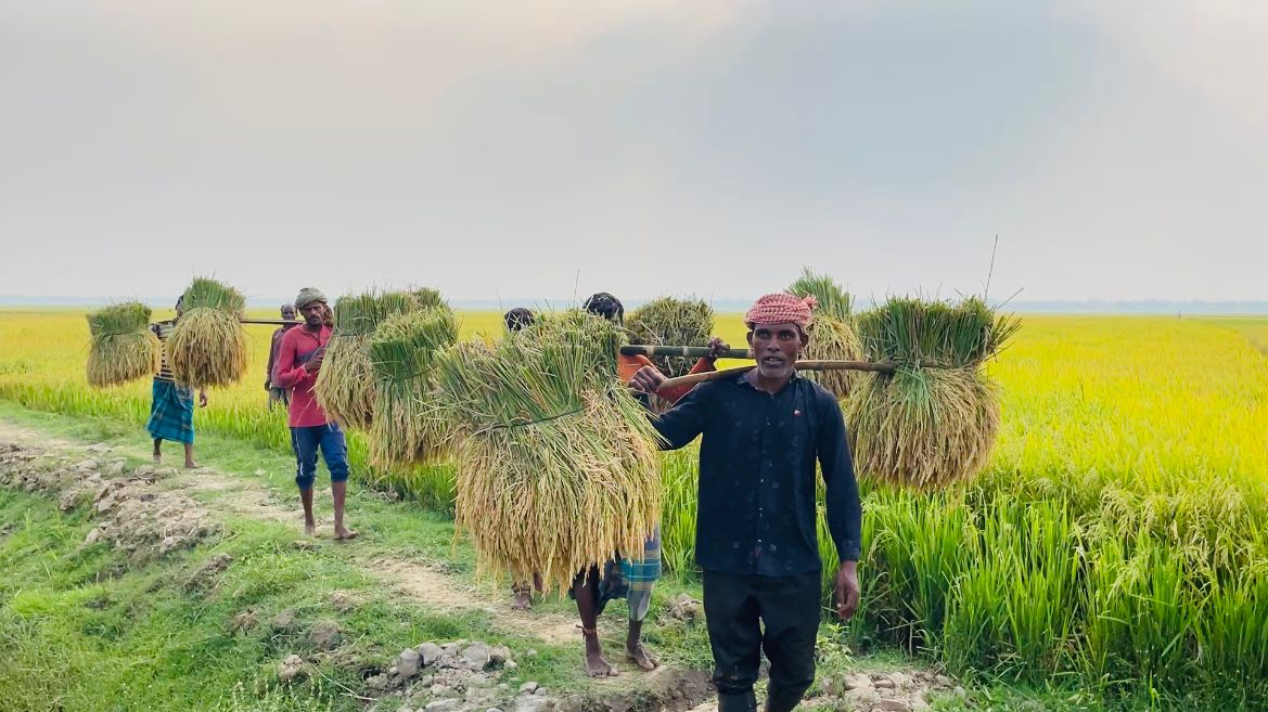 বৈশাখের ভোরেই কুলাউড়ার হাওরে ধান কাটার ধুম