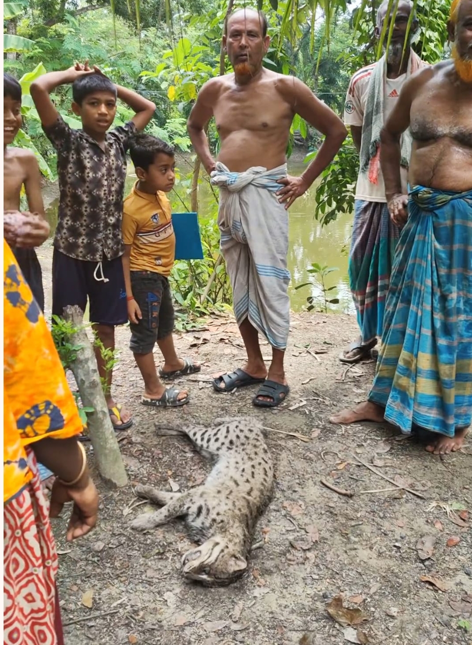 শৈলকুপায় মেছোবাঘ পিটিয়ে হত্যা