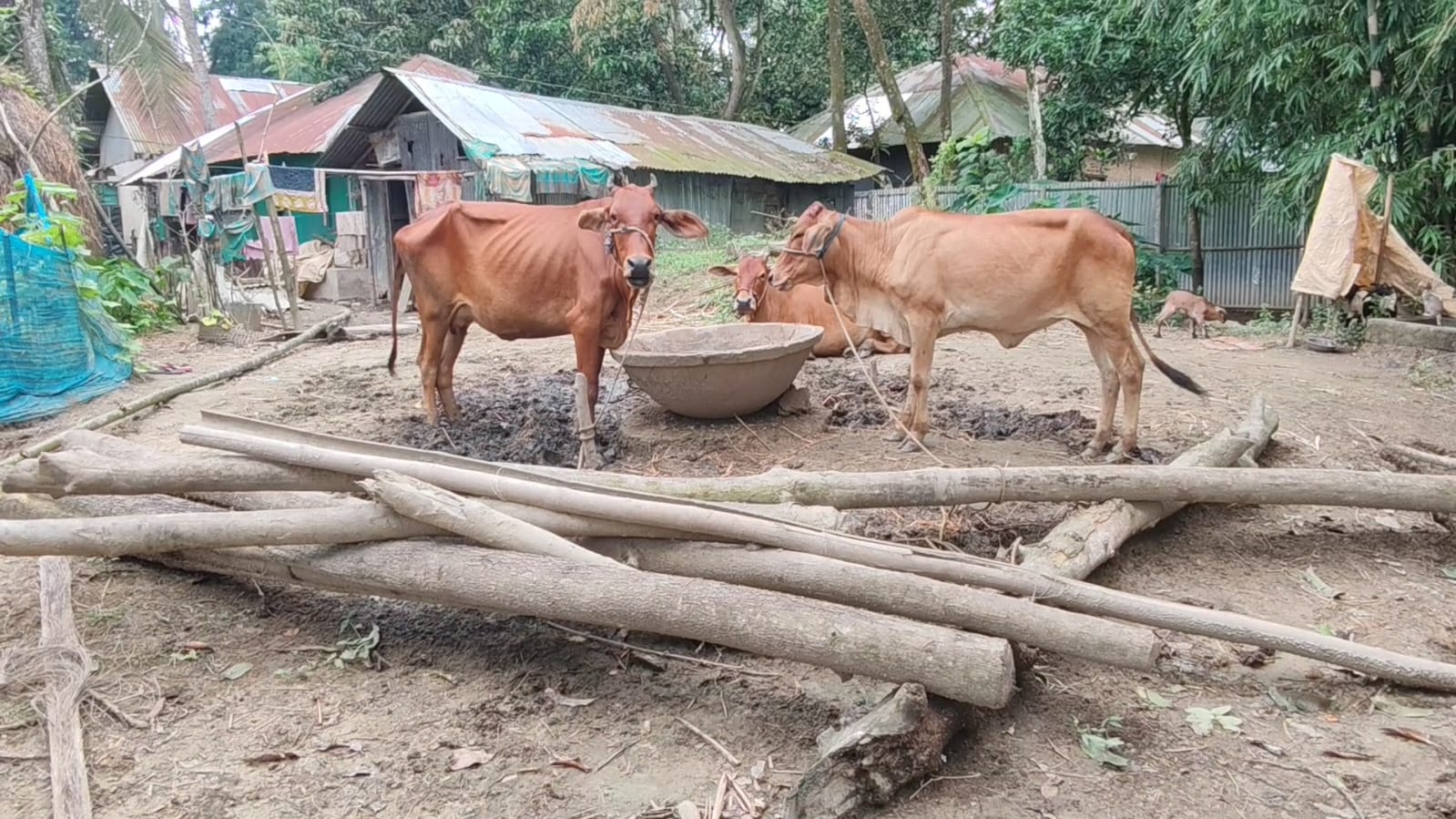 ভয়াবহ বন্যার দুই বছর পরও ফেরেনি স্বস্তি, এখনো ঝুঁকিতে ফেনীর মানুষ