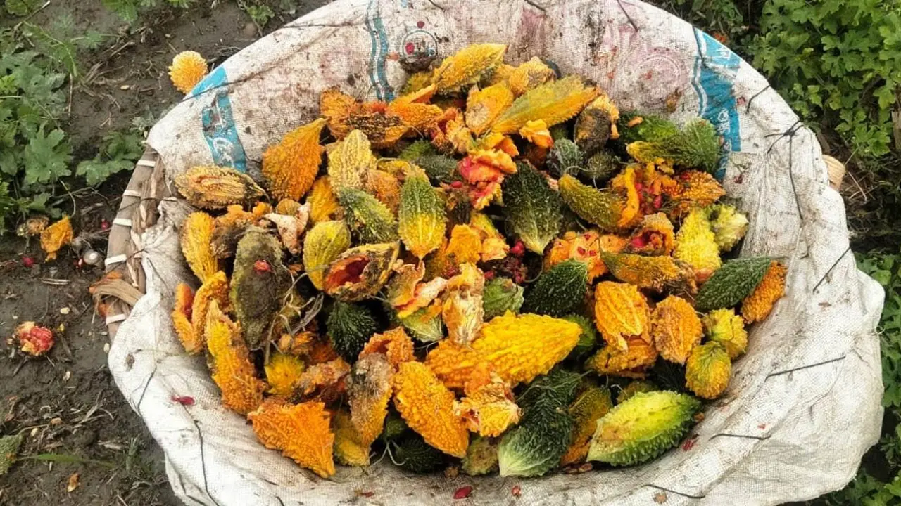 টানা বৃষ্টিতে নষ্ট হচ্ছে সবজি, রাস্তার পাশে বসেও মিলছে না ক্রেতা