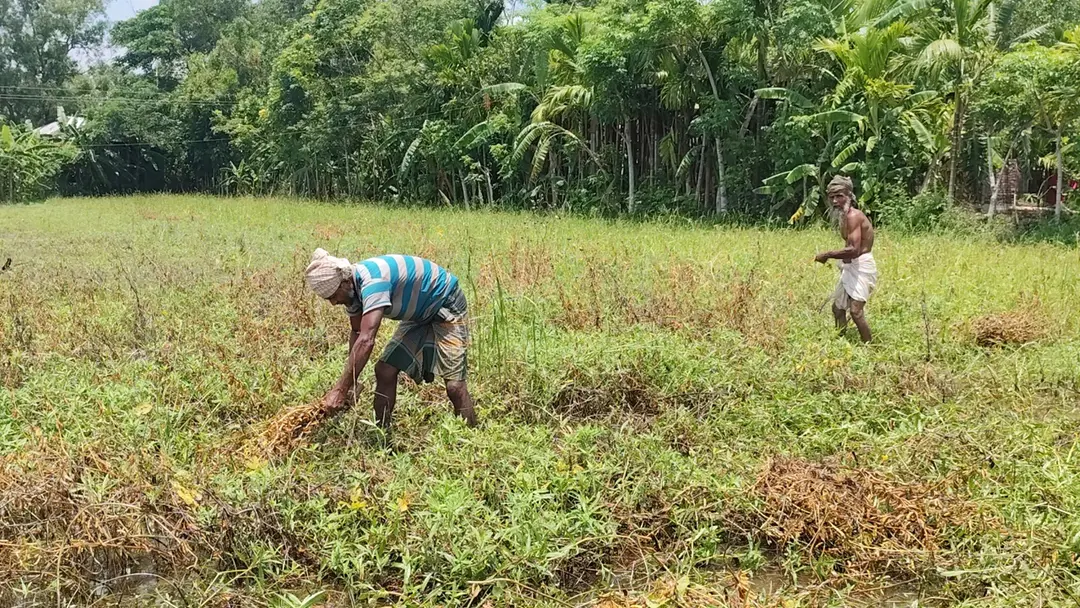 অতিবৃষ্টিতে ভোলায় সাড়ে ২৬ কোটি টাকার রবি শস্যের ক্ষতি