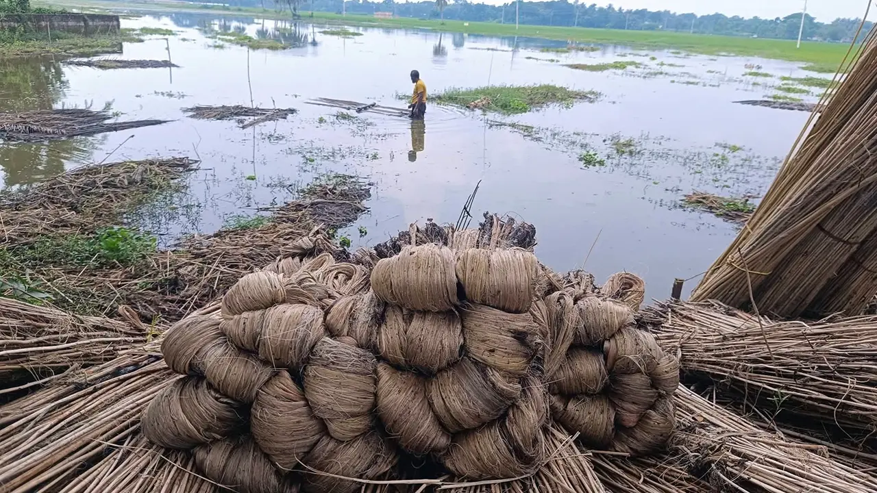 সাতক্ষীরার গ্রামগুলোতে সোনালি আঁশের ব্যস্ততা, কৃষকের মুখে হাসি