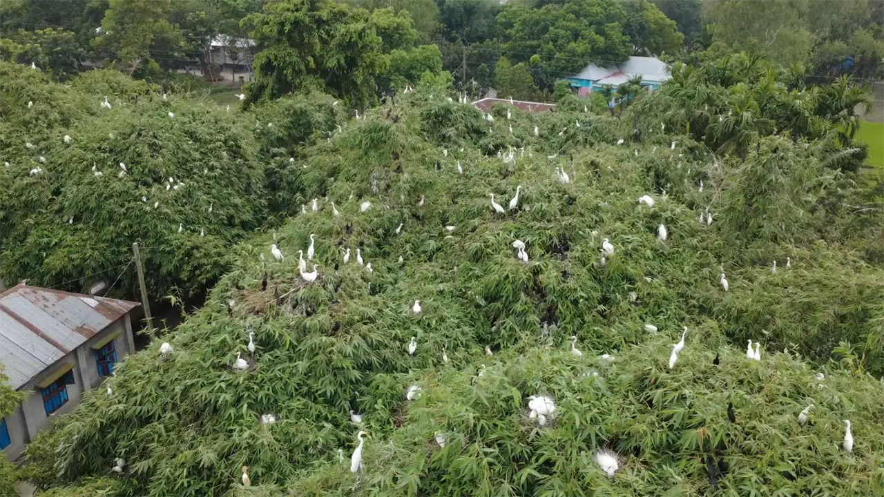 ২০০ বছর ধরে পাখিদের অভয়াশ্রম ‘পাখির গ্রাম’