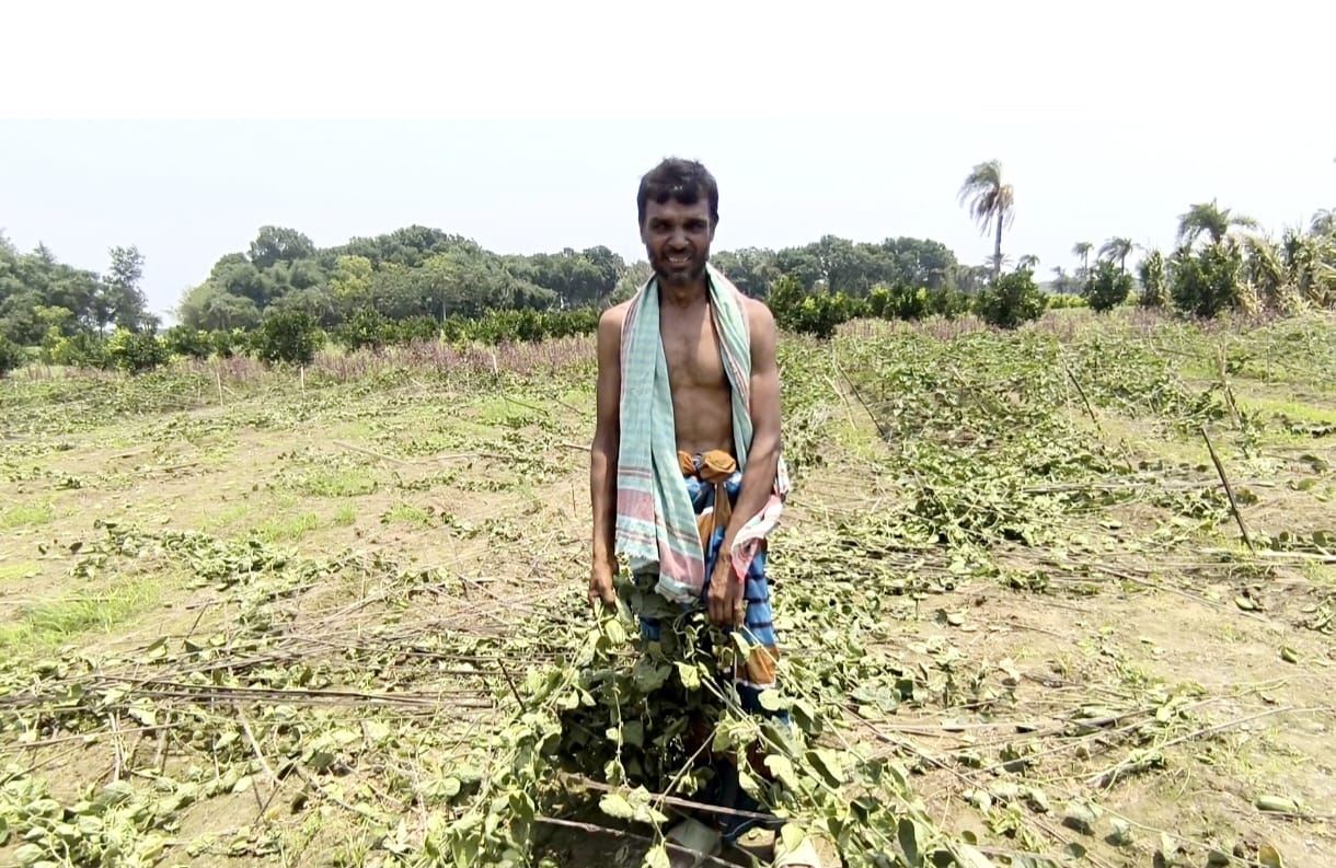 জীবননগরে কৃষকের ইজারাকৃত জমির পটল গাছ জোরপূর্বক কেটে দিল মালিকপক্ষ