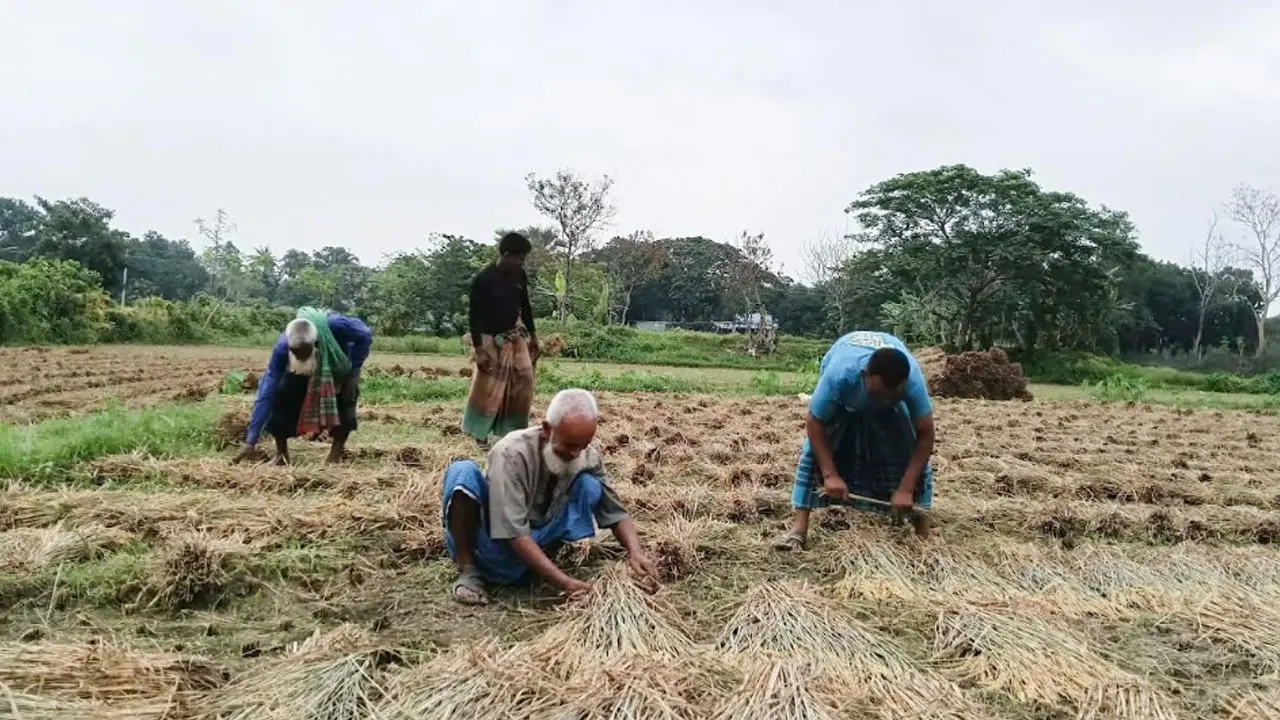 শ্রমিক সংকট-বাড়তি মজুরি, ফসল ঘরে তুলতে হিমশিম খাচ্ছেন চাষিরা