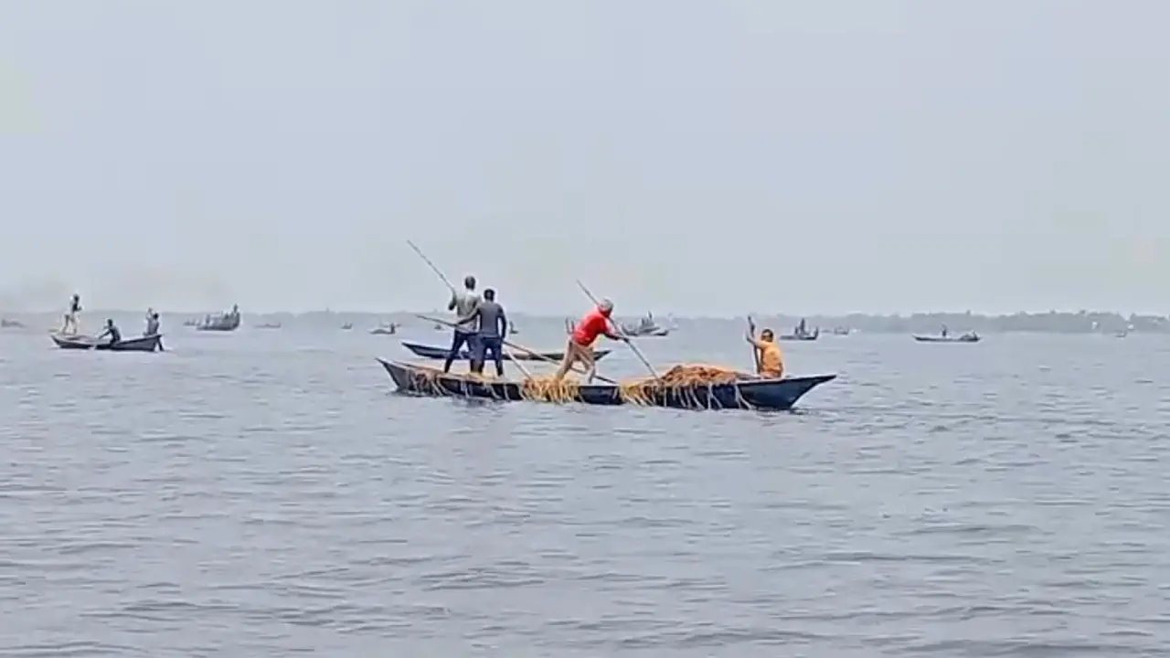 সুনামগঞ্জে হাওরের ধান লুটের অভিযোগ, আতঙ্কে ক্ষতিগ্রস্ত কৃষক