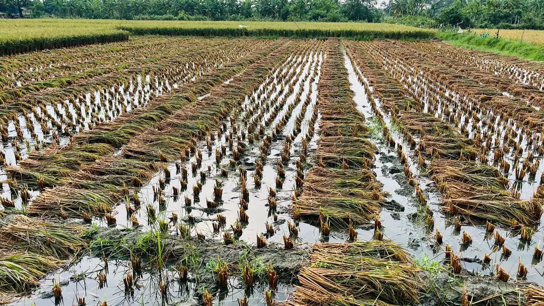 বাগেরহাটে টানা বৃষ্টিতে ধান নিয়ে বিপাকে কৃষকরা