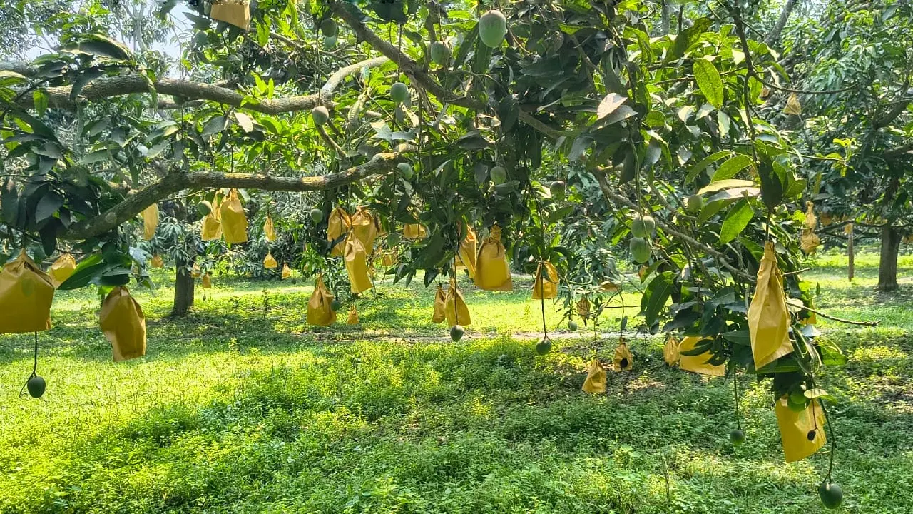 ফ্রুট ব্যাগিংয়ে সুরক্ষিত হিমসাগর আম, রপ্তানিতে নতুন সম্ভাবনা