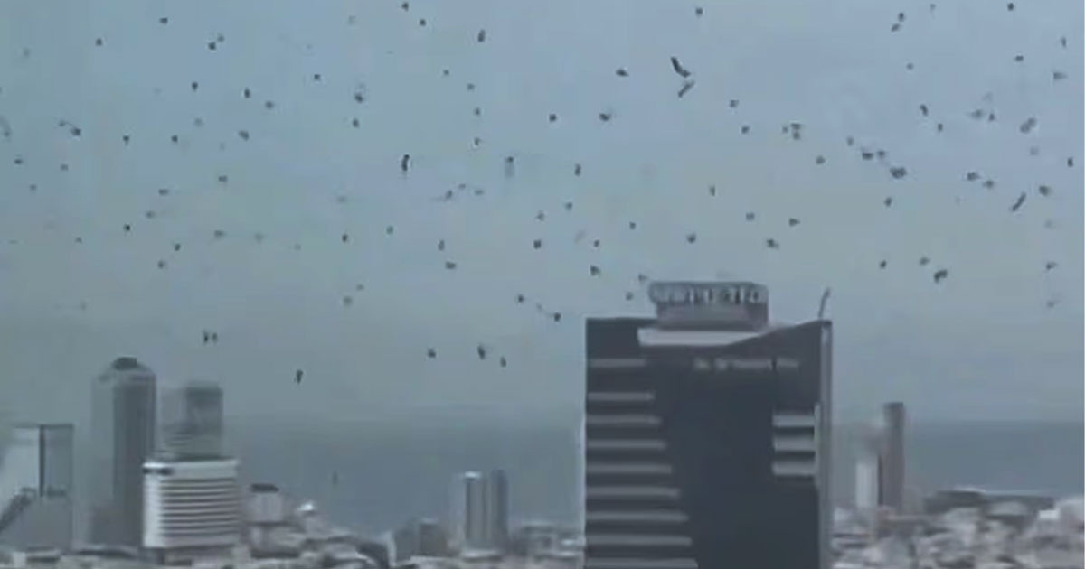 তেল আবিবের আকাশে হাজারো কাক