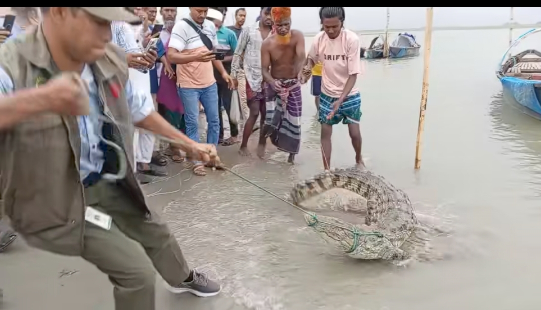 ফরিদপুর পদ্মা নদীতে জেলের বড়শিতে কুমির আটক