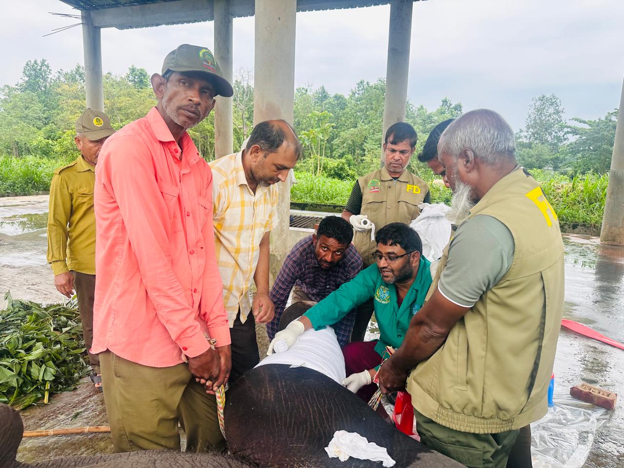 সাফারি পার্কে সংঘর্ষে পা ভেঙে মৃত্যুর সঙ্গে পাঞ্জা লড়ছে হাতি ‘রাজু বাহাদুর’