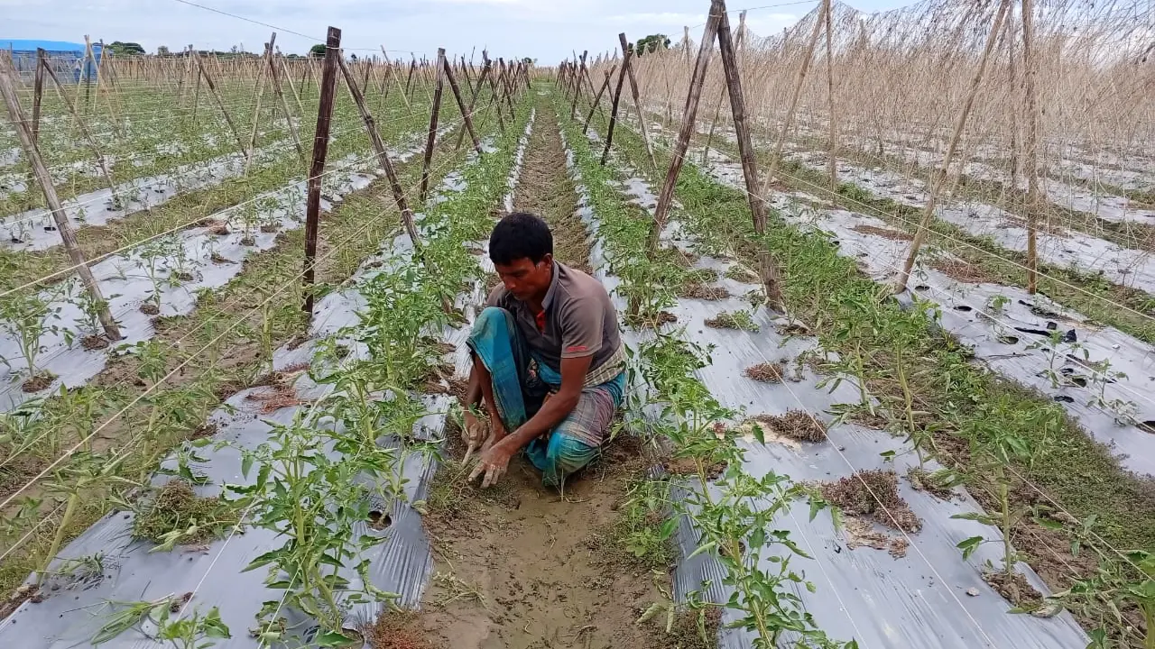 উৎপাদন খরচ বাড়ছে, ন্যায্য দাম নিয়ে শঙ্কায় গোয়ালন্দের কৃষকরা