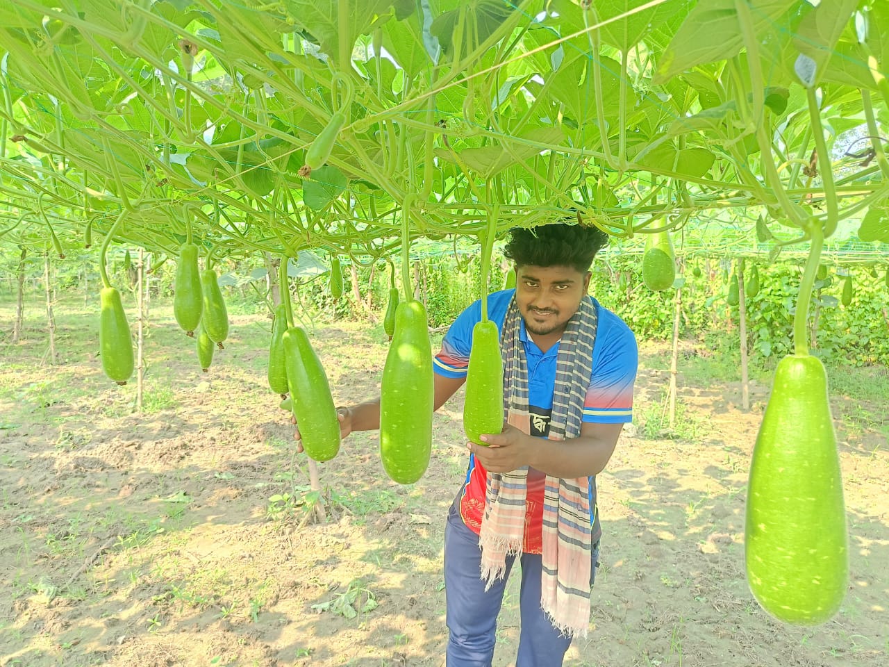 জীবননগরে মাচা পদ্ধতিতে লাউ চাষ করে সফলতার স্বপ্ন দেখছেন তরুণ কৃষি উদ্দোক্তা কৌশিক রহমান