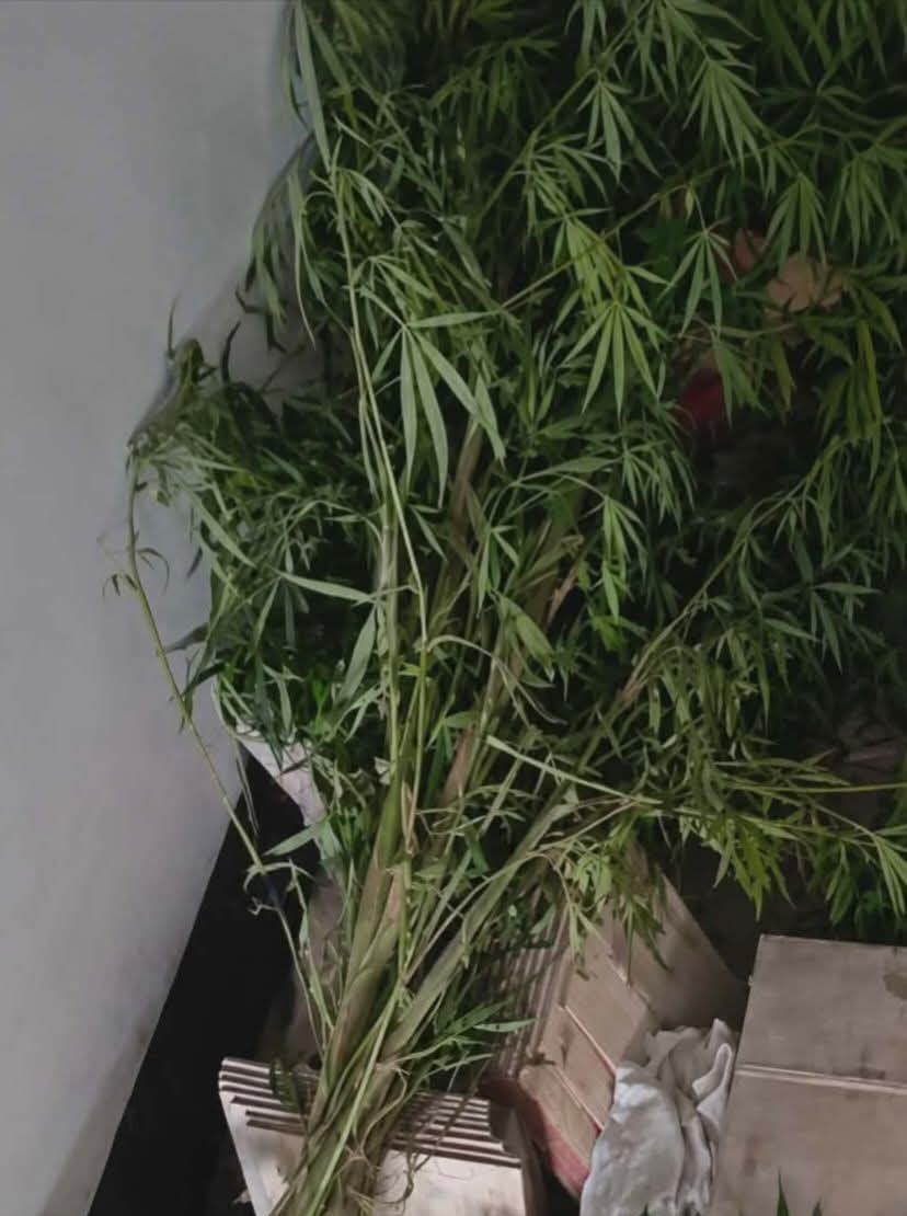 গাইবান্ধায় বাড়ির উঠানে গাঁজার চাষ, অভিযুক্ত পলাতক