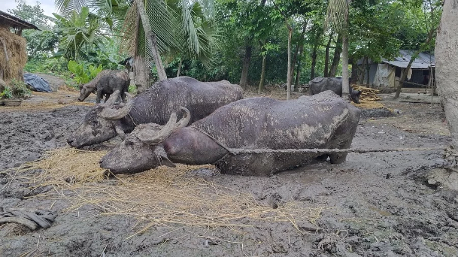 মহেশপুরে ৩ মাস কাদায় বেঁধে রাখা সেই চার মহিষ ইউএনও'র হস্তক্ষেপে উদ্ধার