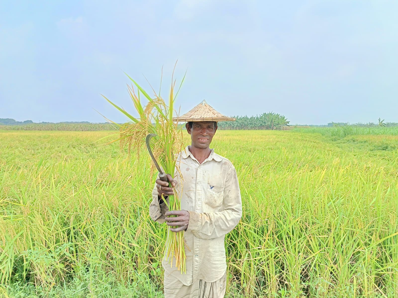জীবননগরে বোরো ধান কাটার ধুম, শ্রমিক সংকটে দুশ্চিন্তায় চাষিরা