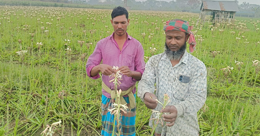 জীবননগরে রজনীগন্ধা ফুল চাষে লাভবান চাষিরা