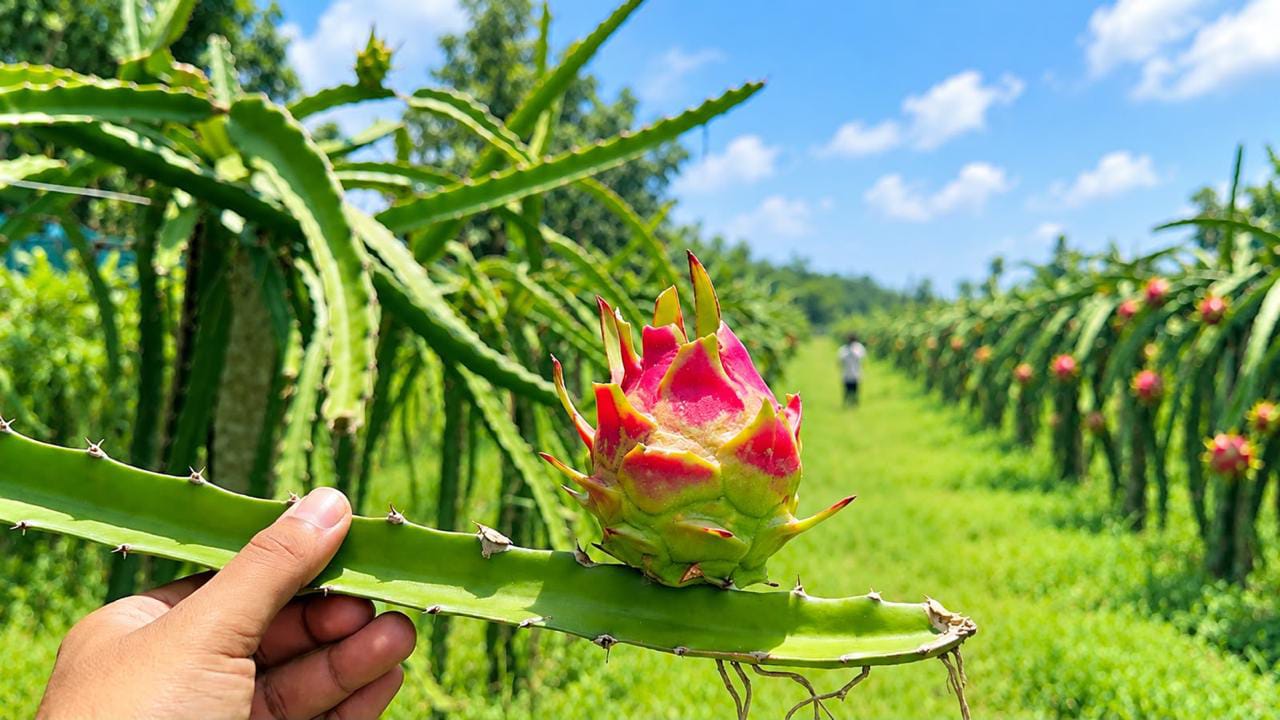 কুলাউড়ায় চা বাগানের পতিত জমিতে ড্রাগন চাষ, বাড়ছে সম্ভাবনা