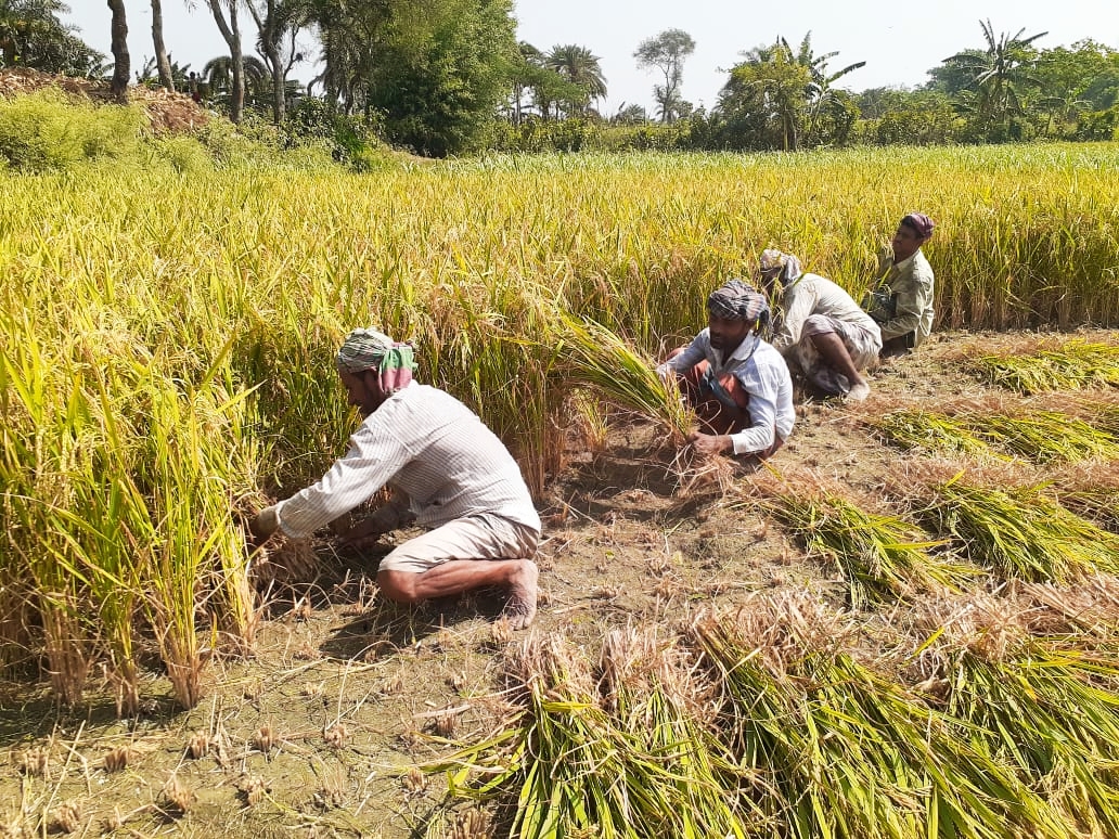 সোনালী ধানের শীষে কৃষকের হাসি