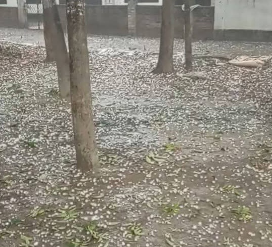 মহেশপুরে আকস্মিক শিলাবৃষ্টি, ব্যাপক ফসলহানি: দিশেহারা কৃষক