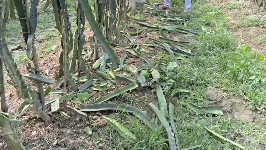 এক রাতেই ধ্বংস স্বপ্নের বাগান, জীবননগরে ১৩০০ ড্রাগন গাছ কেটে দিলো দুর্বৃত্তরা