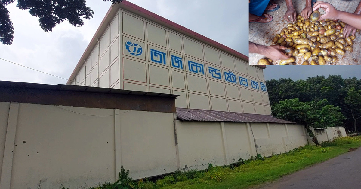 কোল্ড স্টোরেজে ৫৭ হাজার বস্তা আলু নষ্ট