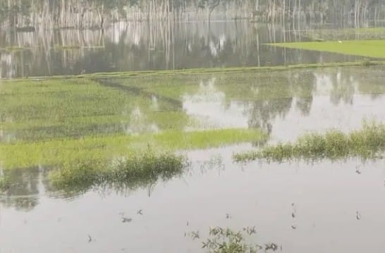 গাইবান্ধায় পানির নিচে আমন বীজতলা হুমকির মুখে উৎপাদন