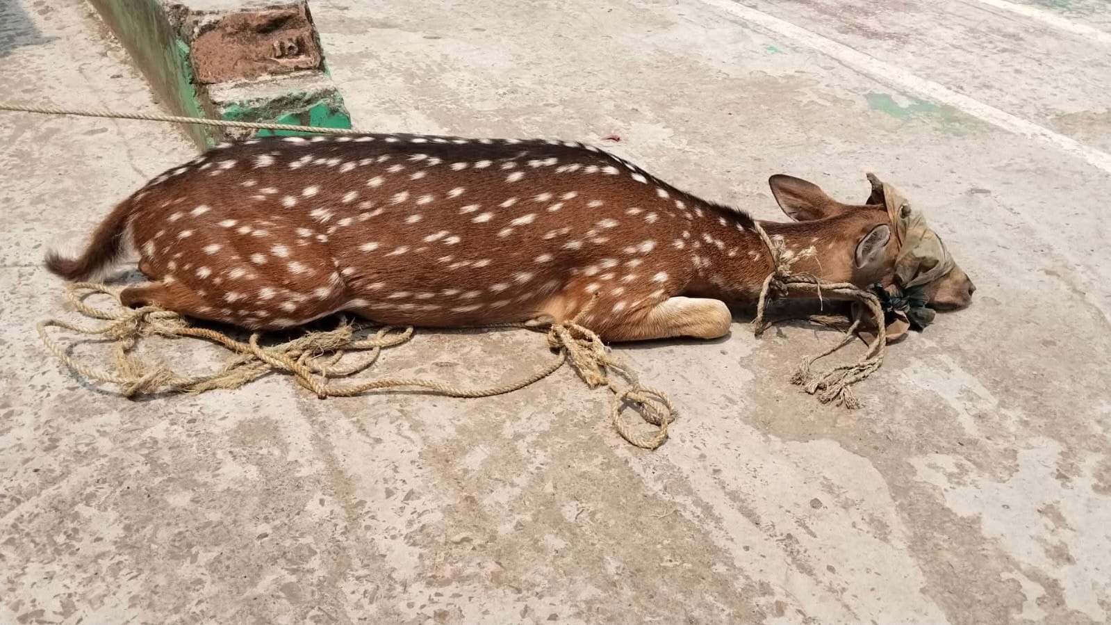 ভোলায় লোকালয় থেকে চিত্রা হরিণ উদ্ধার