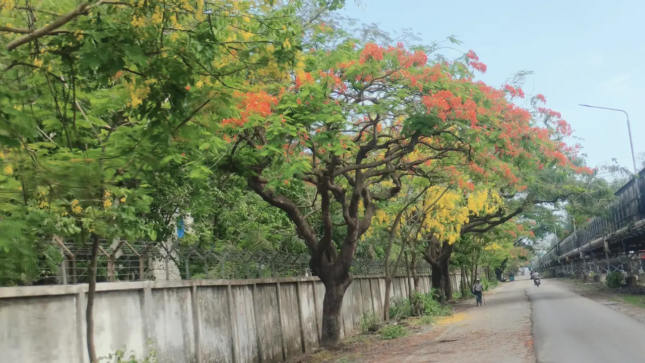 কৃষ্ণচূড়া-সোনালুর লাল-হলুদের রঙে সেজেছে সিইউএফএল সড়ক