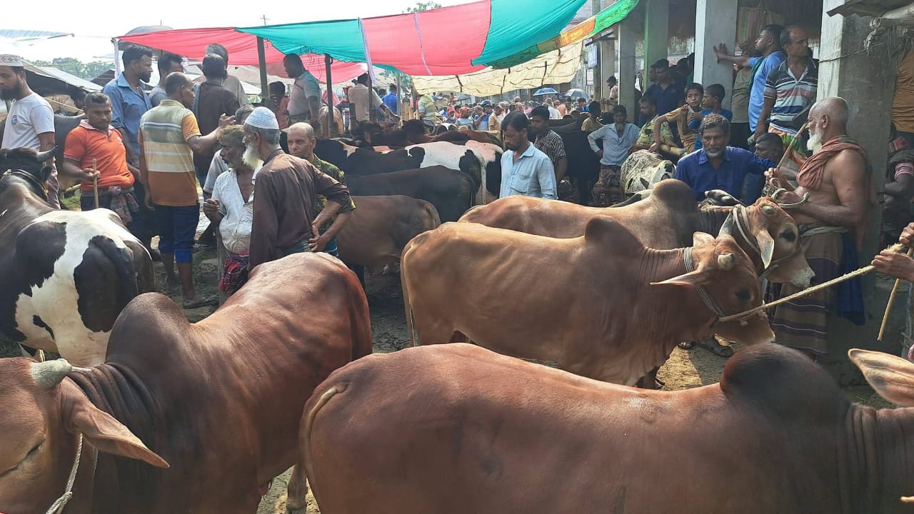 নড়াইলে দুই শত কোটি টাকার কোরবানীর পশু কেনাবেচার সম্ভাবনা